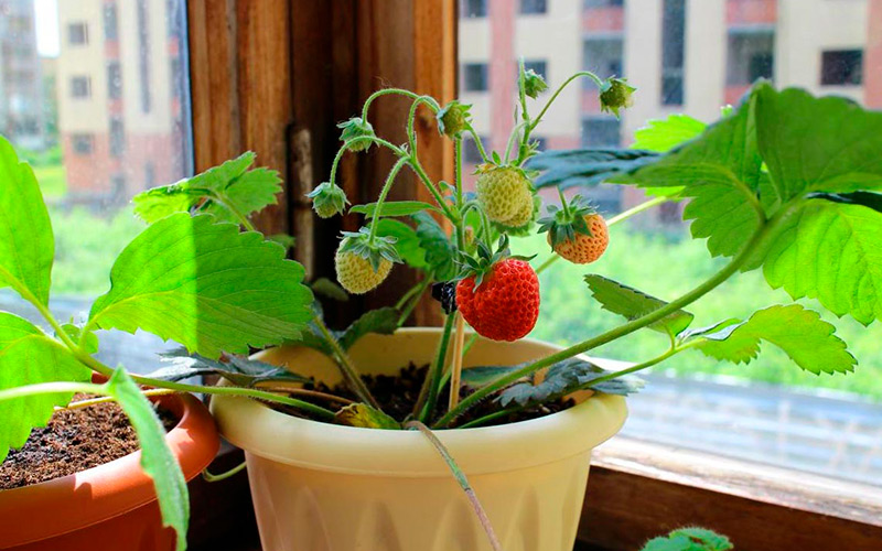 Можно ли выращивать клубнику зимой на подоконнике?