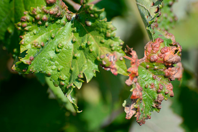Болезнь винограда листья похожи на жабу thumbnail