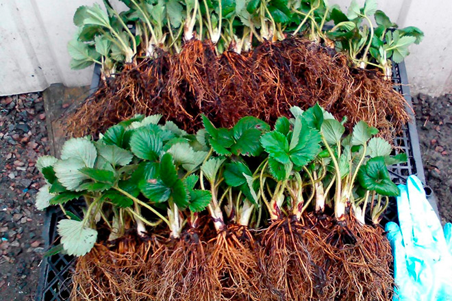 Какой способ выращивания рассады клубники оптимальный: семена или усы, что выбрать?