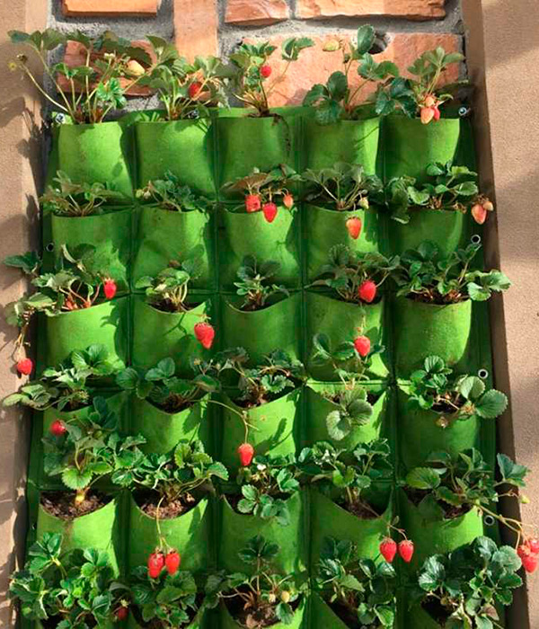 Как лучше выращивать клубнику в мешках или ящиках?