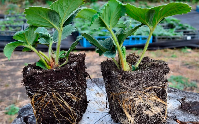 Какой способ выращивания рассады клубники оптимальный: семена или усы, что выбрать?