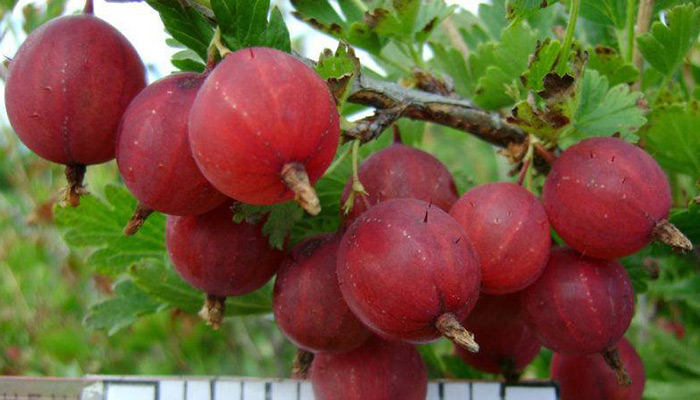 Свои фрукты: плодовые деревья для сада