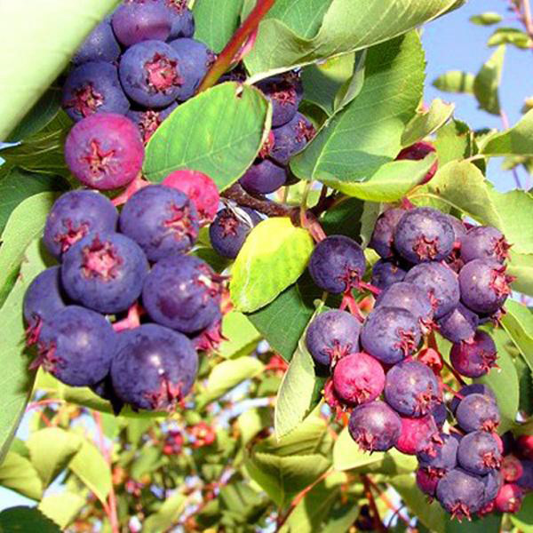 Свои фрукты: плодовые деревья для сада